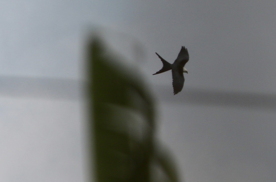 Swallow-tailed Kite - Mary Pothoven