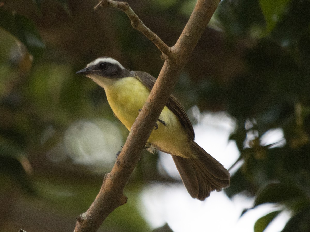 Rusty-margined Flycatcher - ML619482904