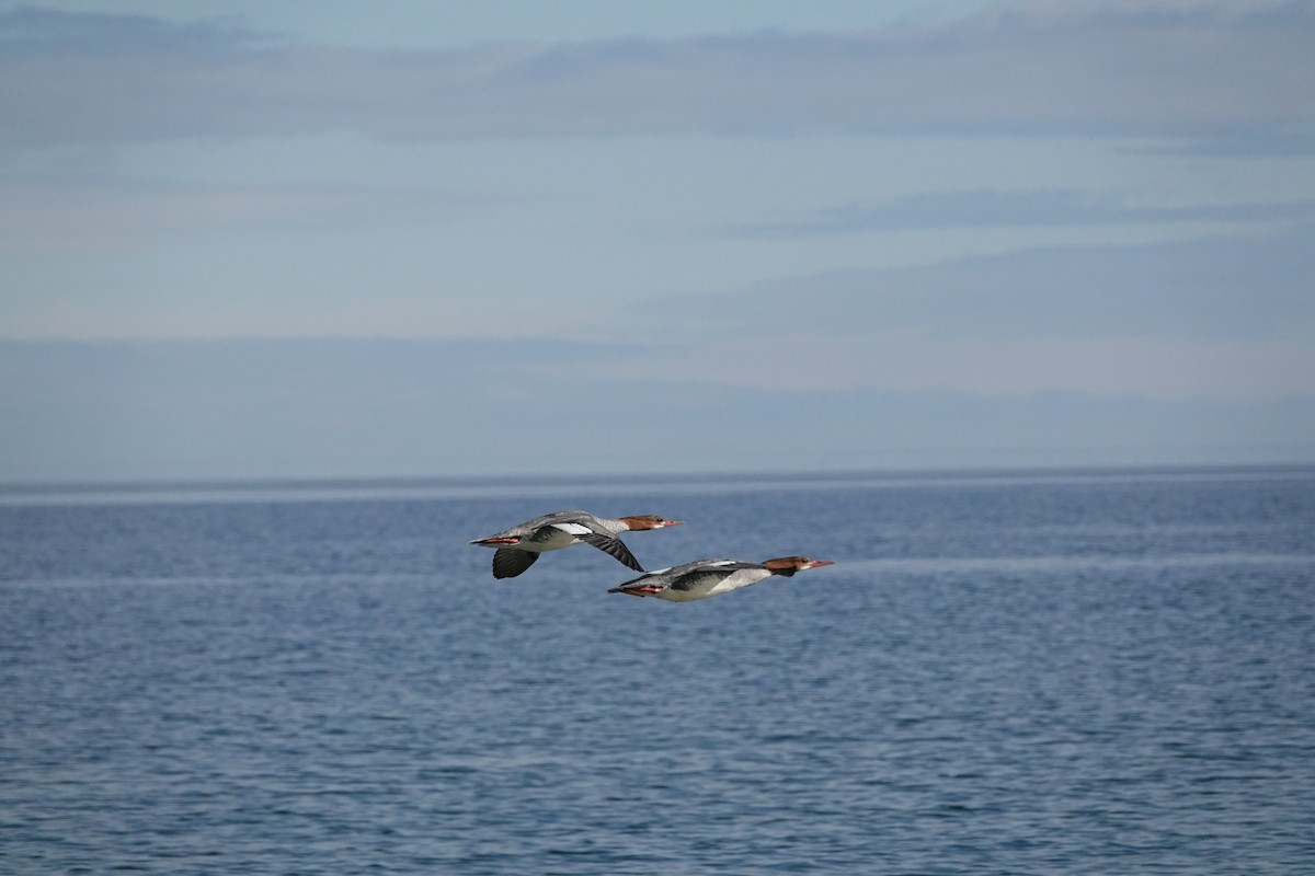 Red-breasted Merganser - Angela Vera