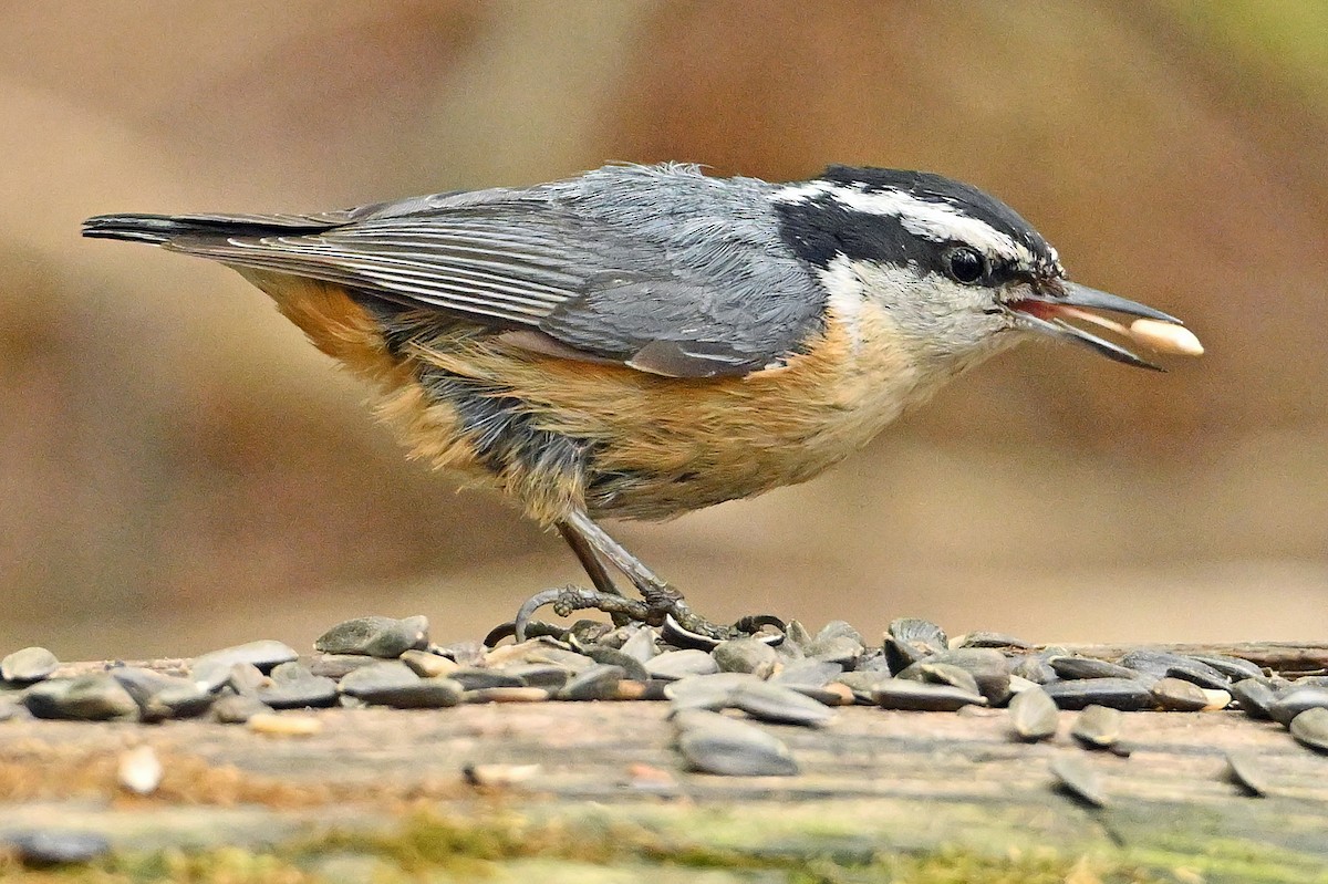 Red-breasted Nuthatch - Wayne Oakes