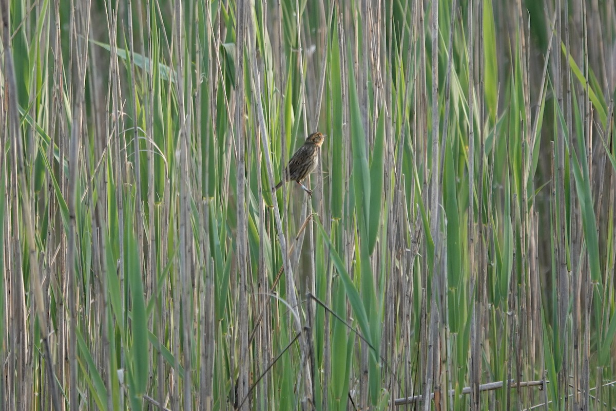 Saltmarsh Sparrow - Deirdre Robinson