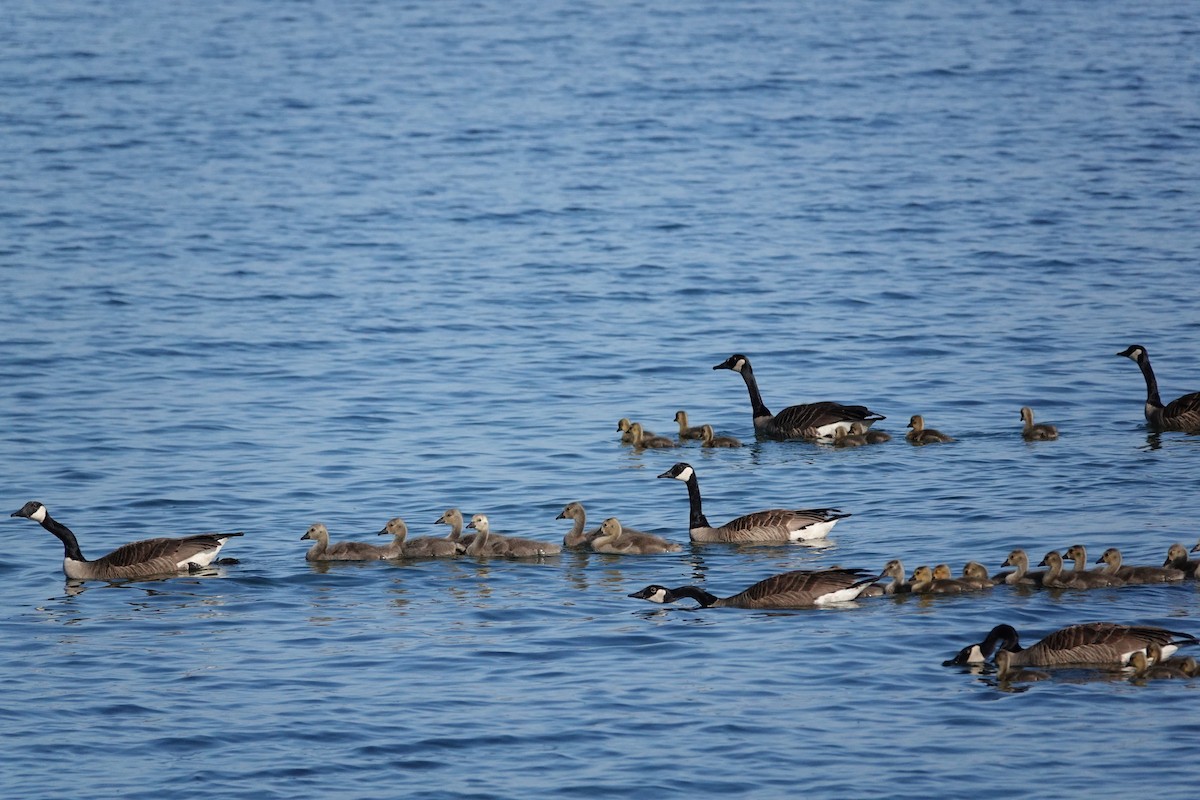 Canada Goose - ML619482933