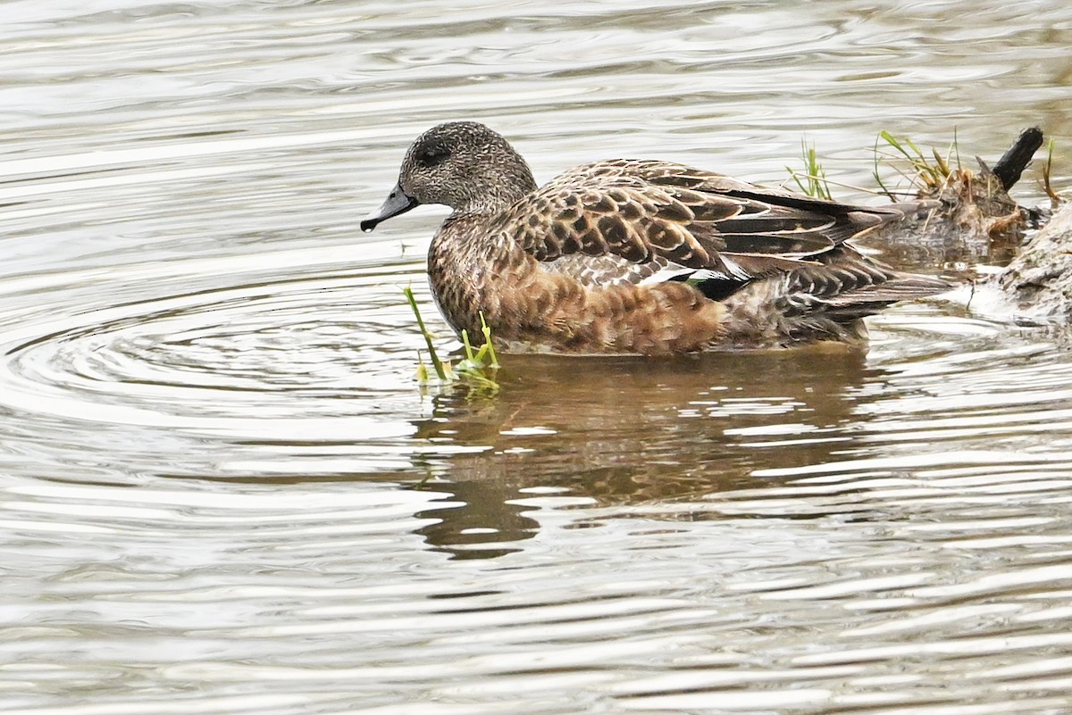 American Wigeon - Wayne Oakes