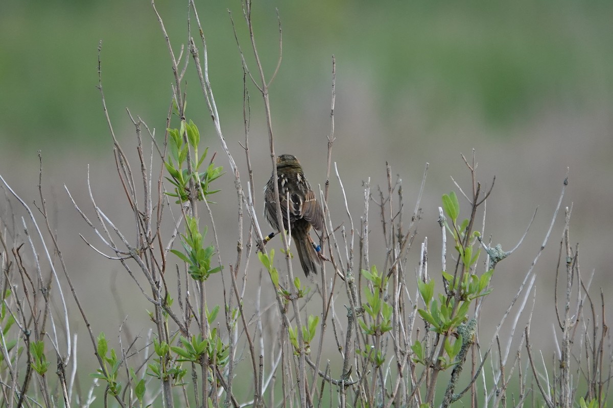 Saltmarsh Sparrow - Deirdre Robinson