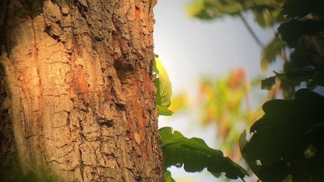 Middle Spotted Woodpecker - ML619482961