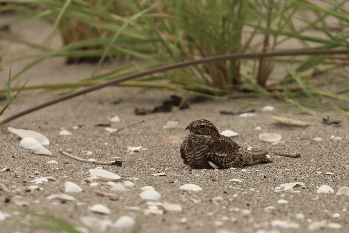 Lesser Nighthawk - John van Dort