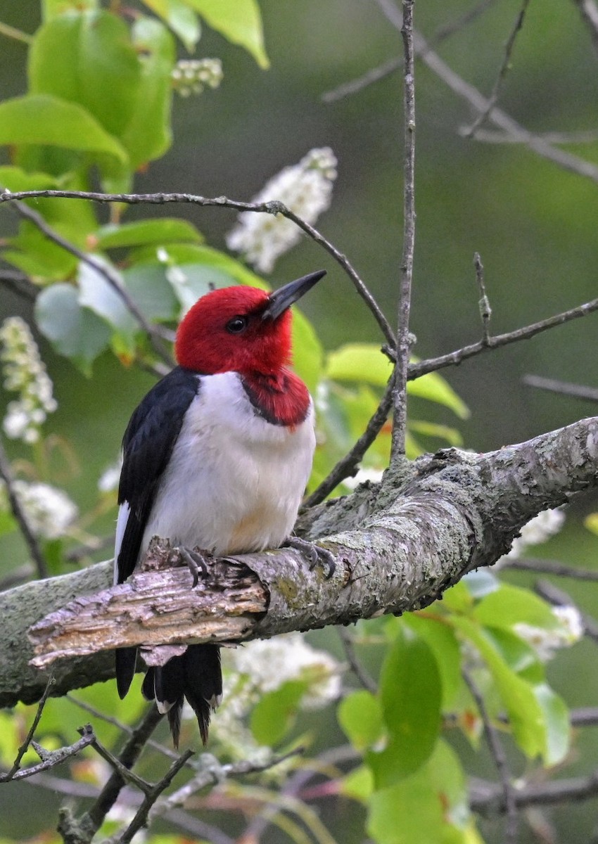 Red-headed Woodpecker - Eric Titcomb