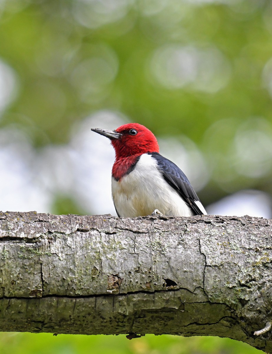 Red-headed Woodpecker - Eric Titcomb