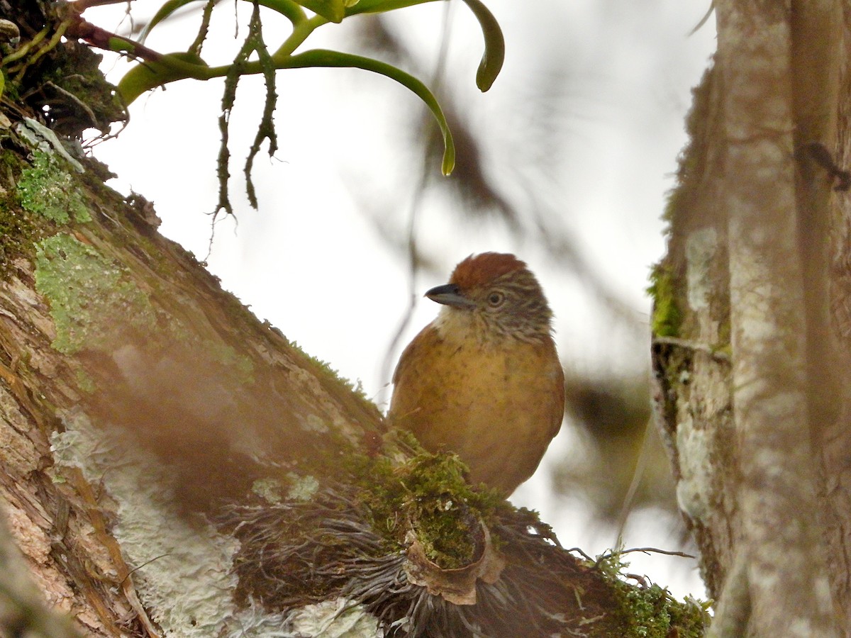 Barred Antshrike - Manuel Pérez R.