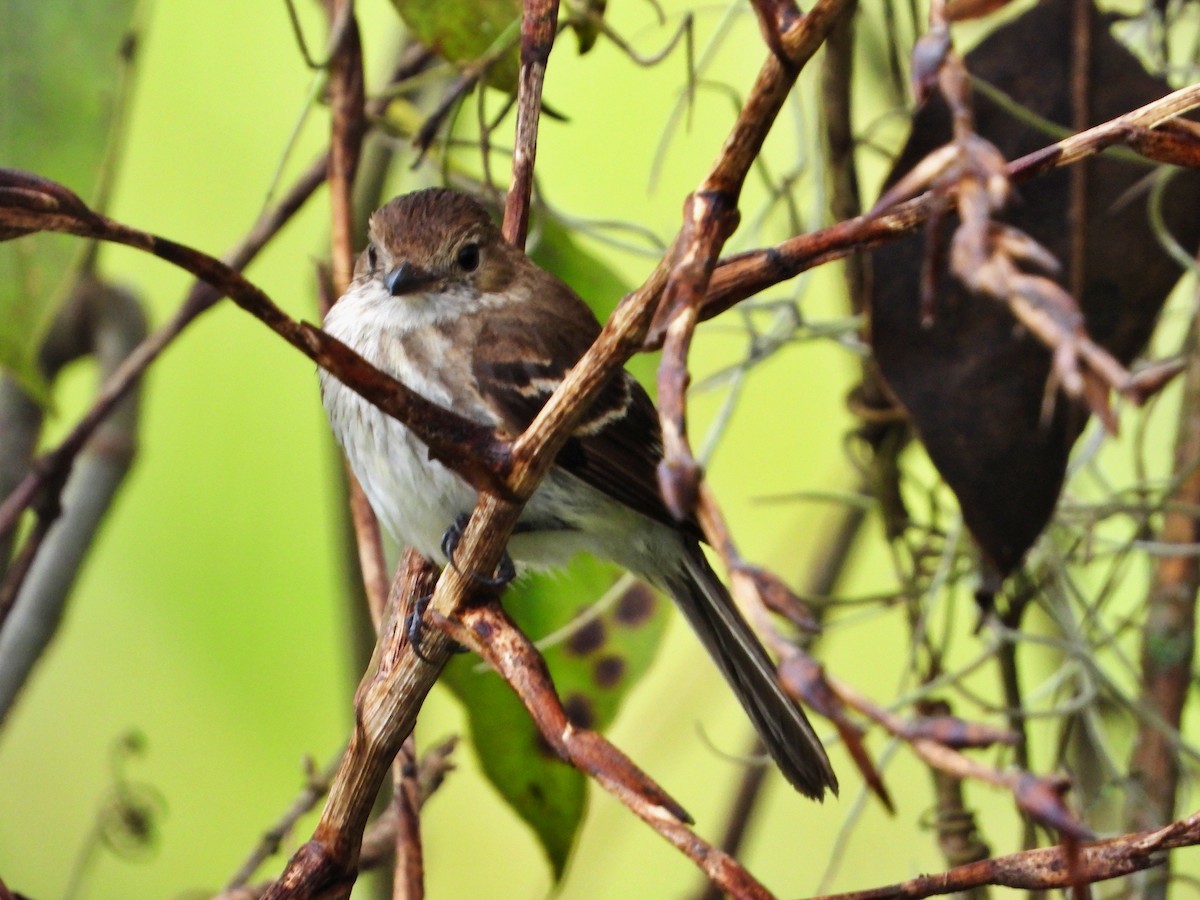 Bran-colored Flycatcher - Manuel Pérez R.