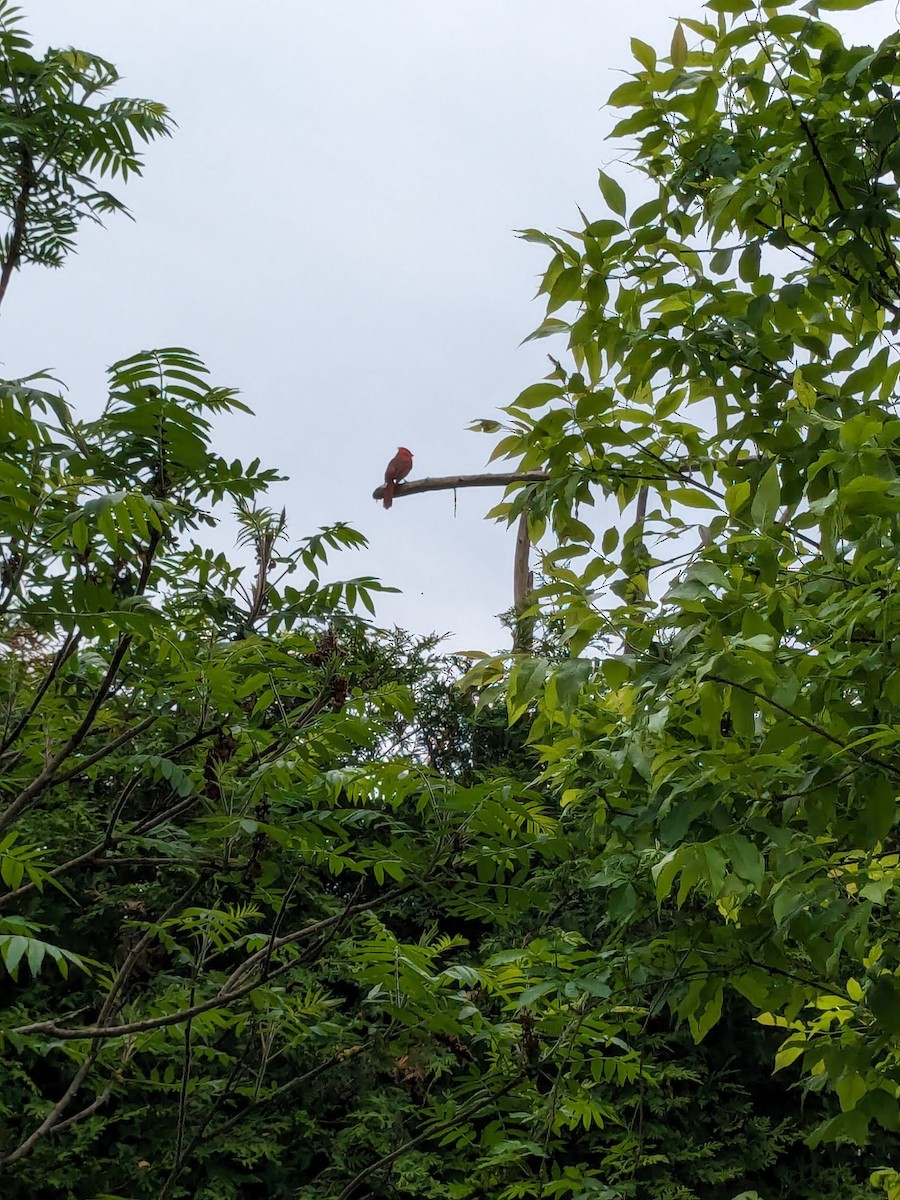 Northern Cardinal - ML619482996