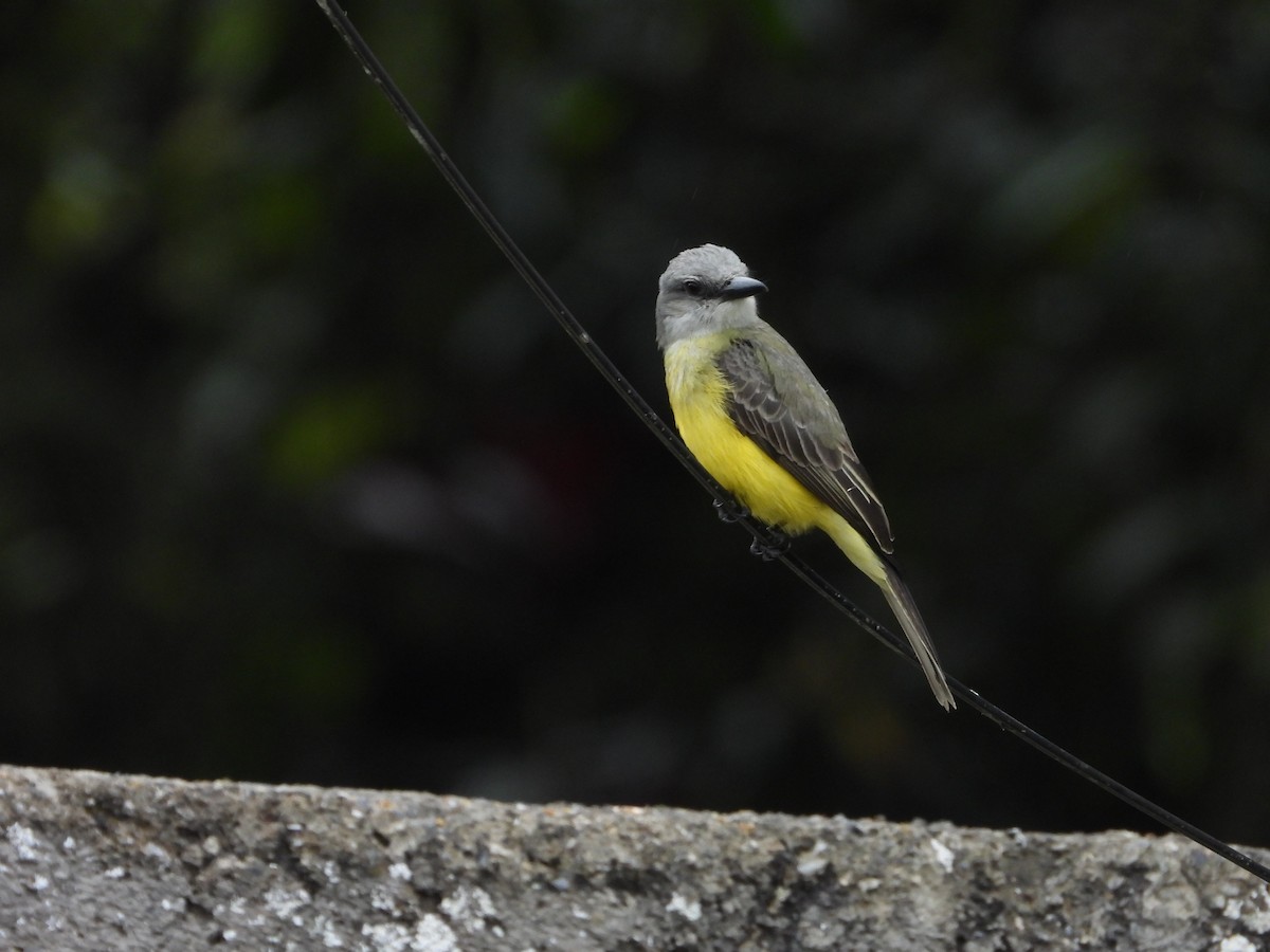 Tropical Kingbird - Manuel Pérez R.