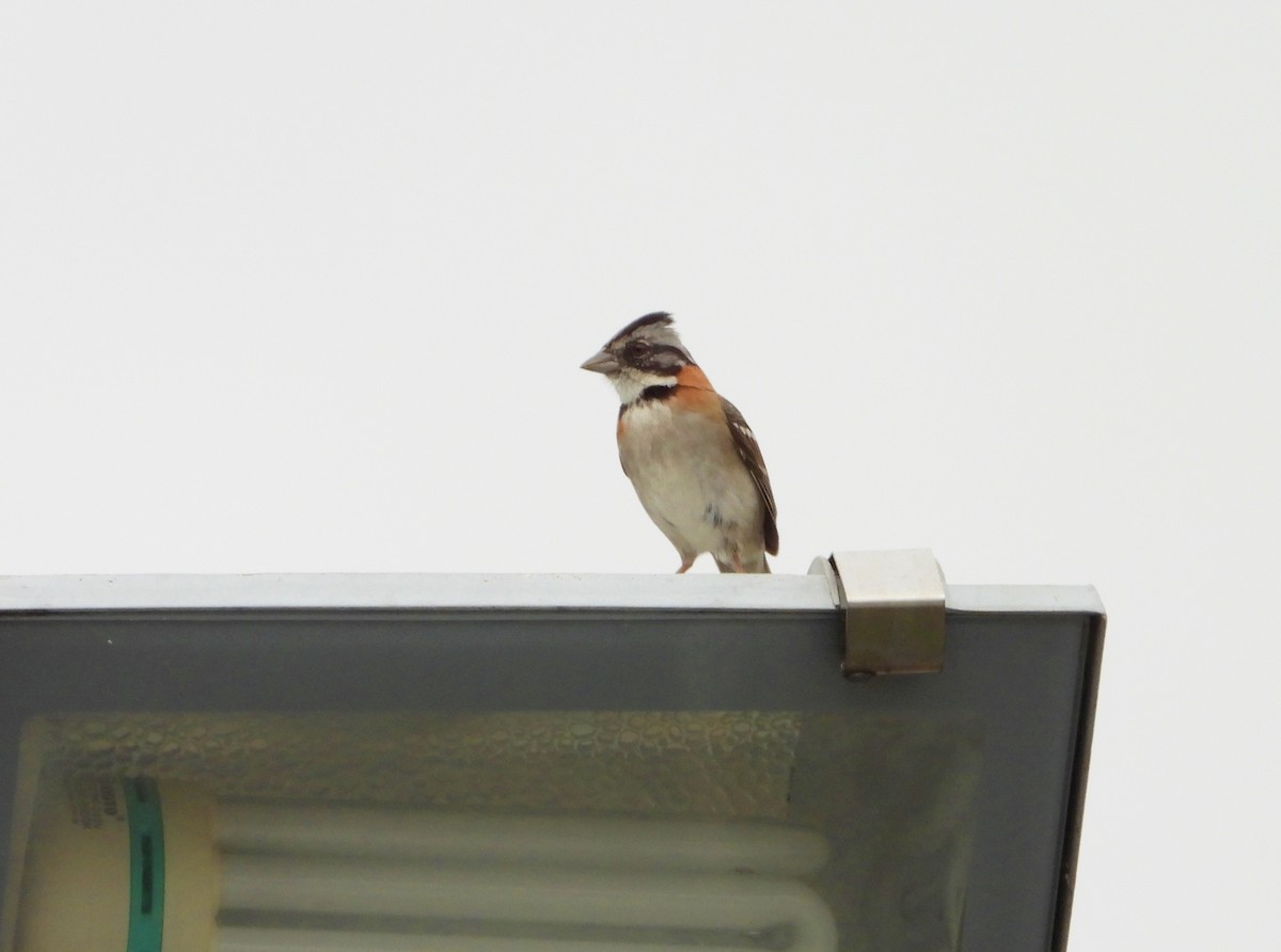 Rufous-collared Sparrow - Manuel Pérez R.