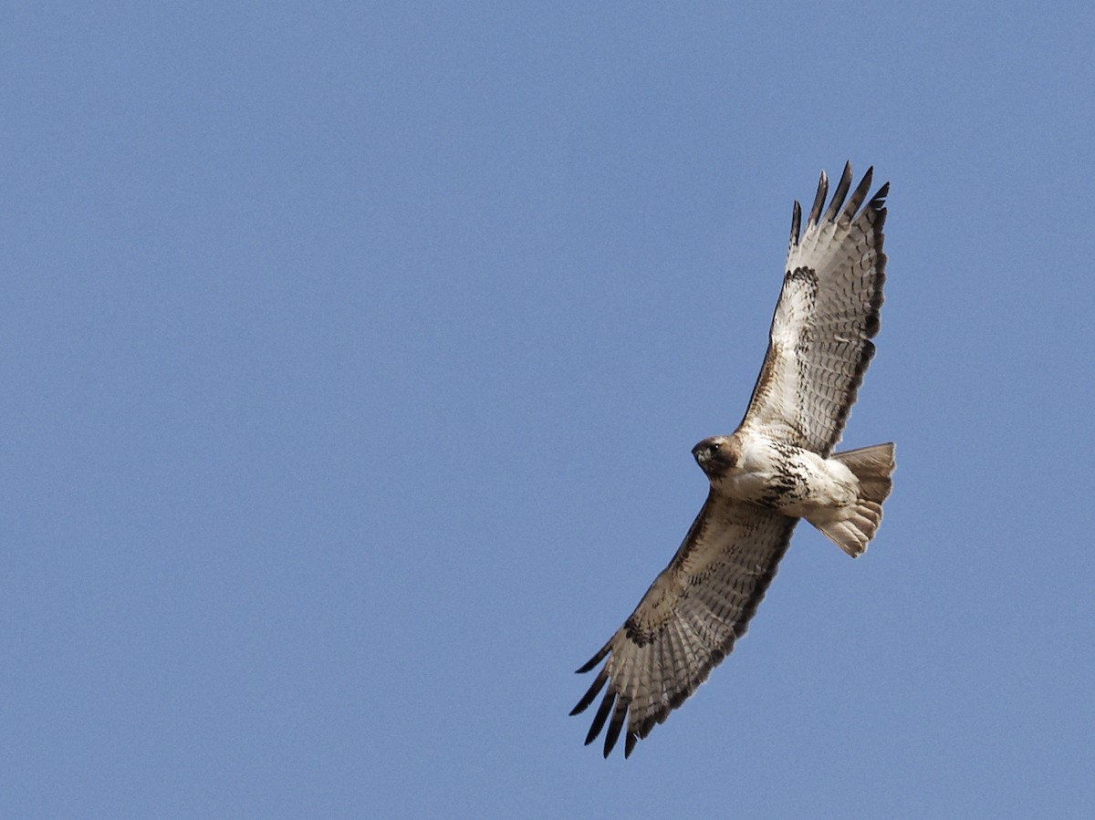 Red-tailed Hawk - ML619483009