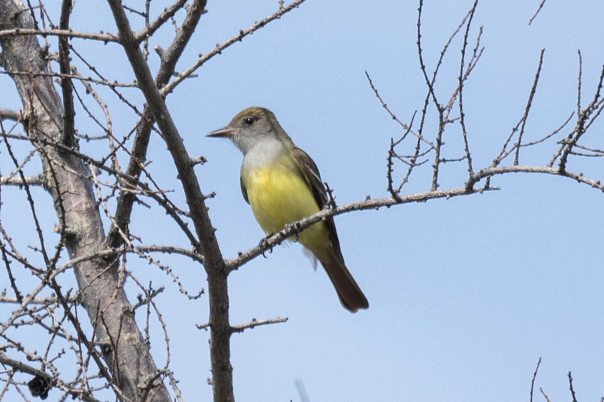 Great Crested Flycatcher - ML619483010