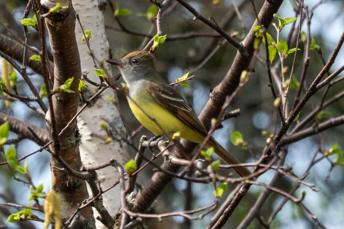 Great Crested Flycatcher - ML619483011