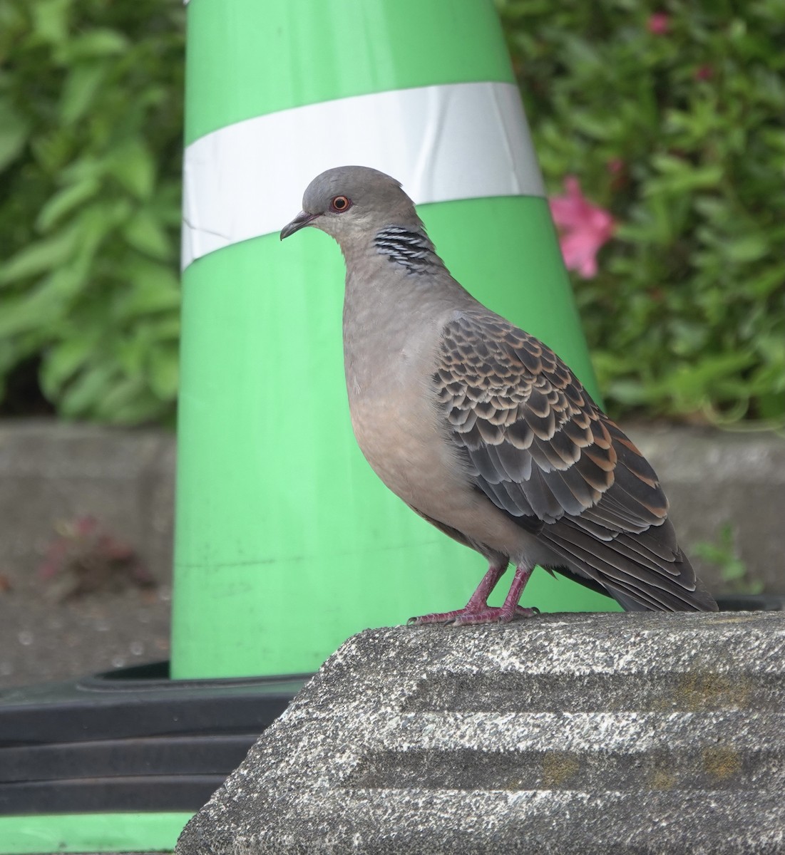 Oriental Turtle-Dove - Martin Kennewell