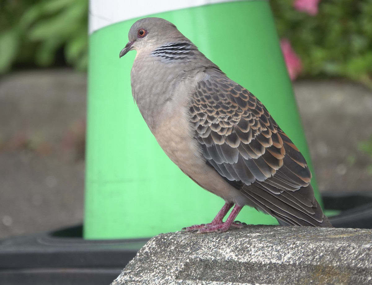 Oriental Turtle-Dove - Martin Kennewell