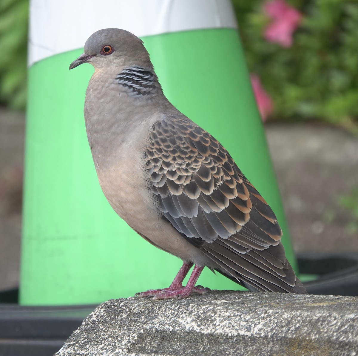 Oriental Turtle-Dove - Martin Kennewell