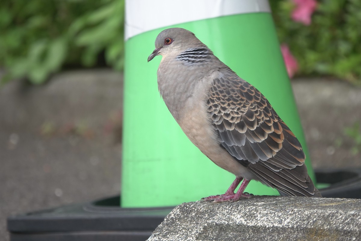 Oriental Turtle-Dove - Martin Kennewell