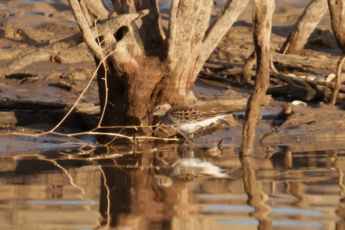 White-rumped Sandpiper - Linda Chittum