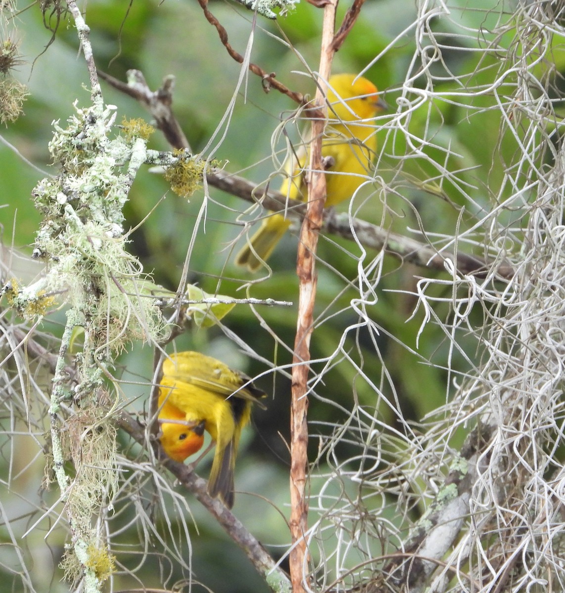 Saffron Finch - Manuel Pérez R.