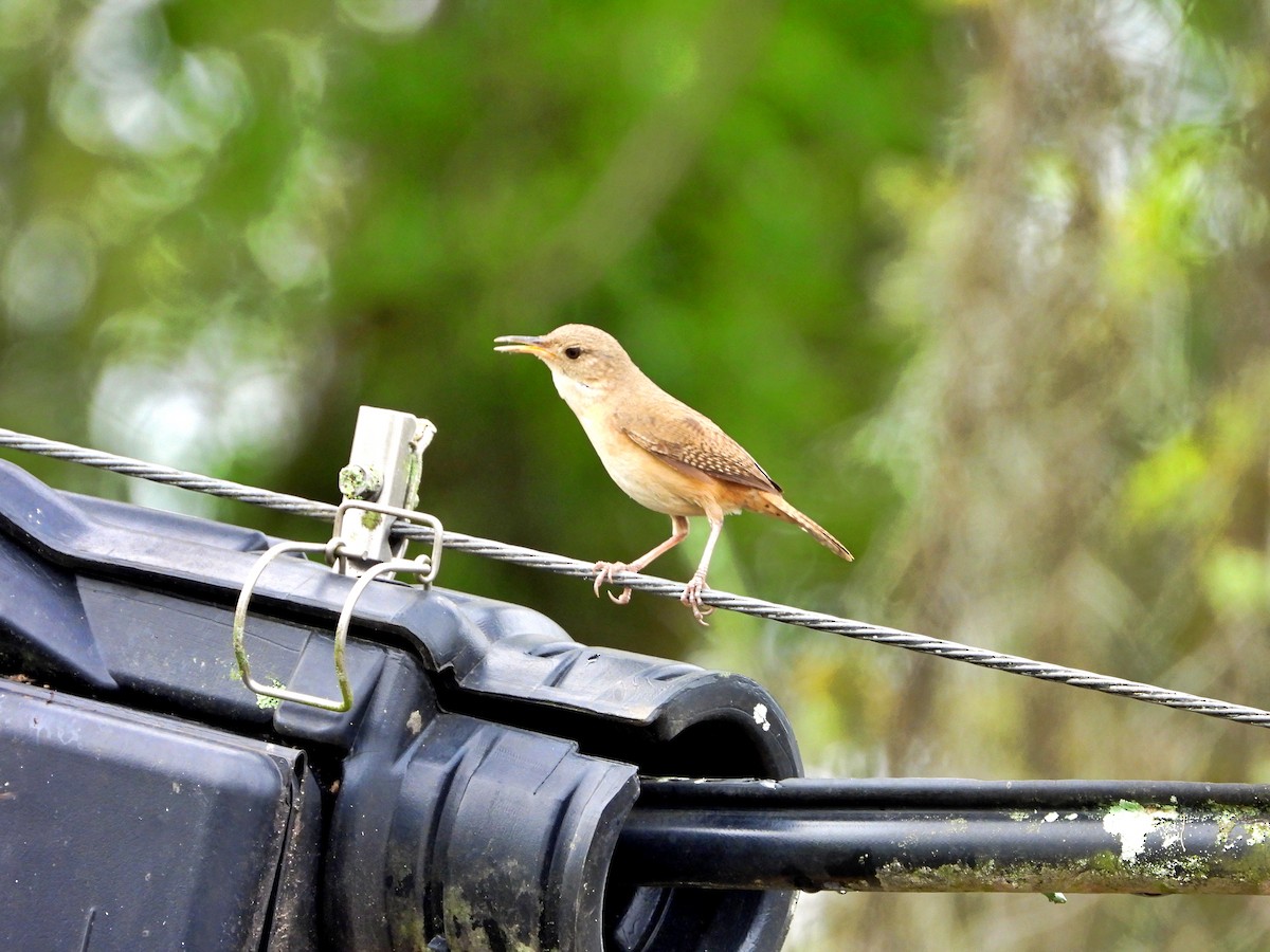 House Wren - Manuel Pérez R.