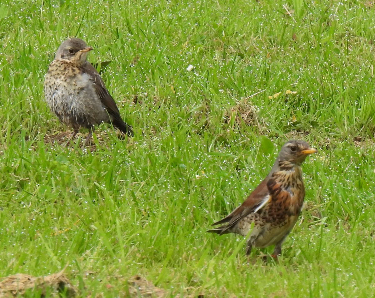 Fieldfare - Susanne Meidel