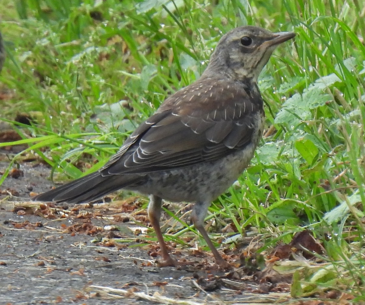 Fieldfare - Susanne Meidel