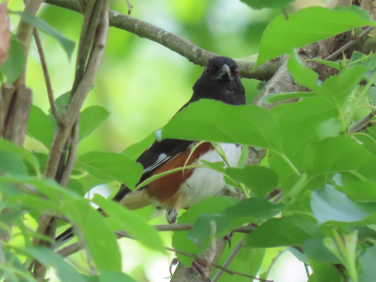 Eastern Towhee - Jo Spilde