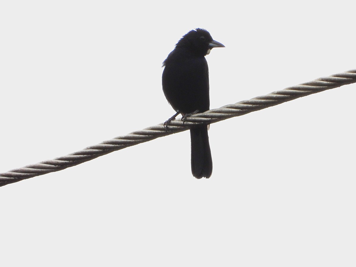 White-lined Tanager - Manuel Pérez R.