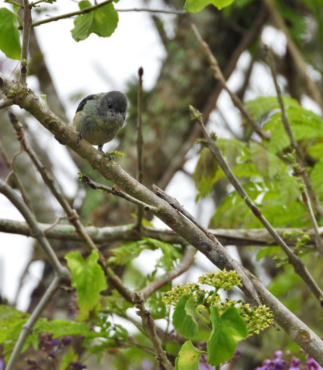 Black-headed Tanager - ML619483051
