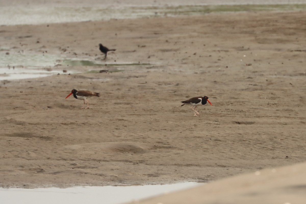 American Oystercatcher - John van Dort