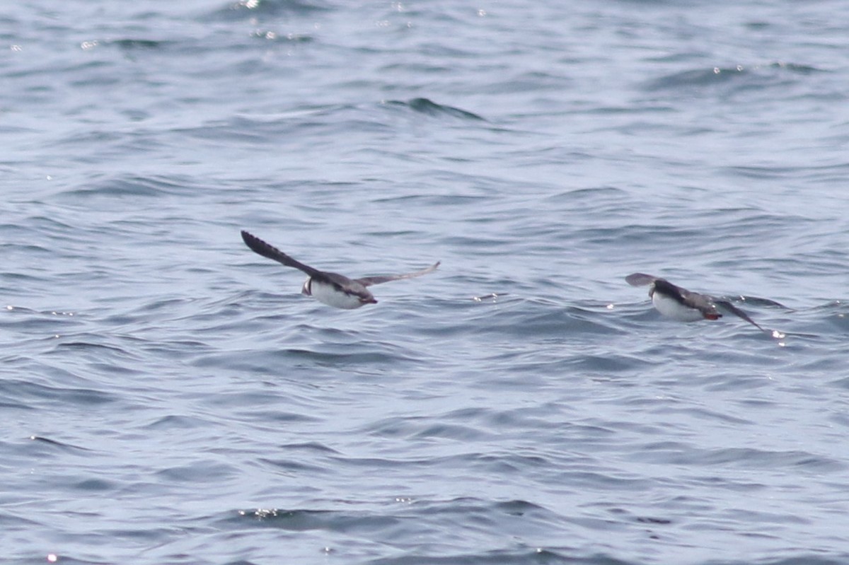 Atlantic Puffin - Lily Morello