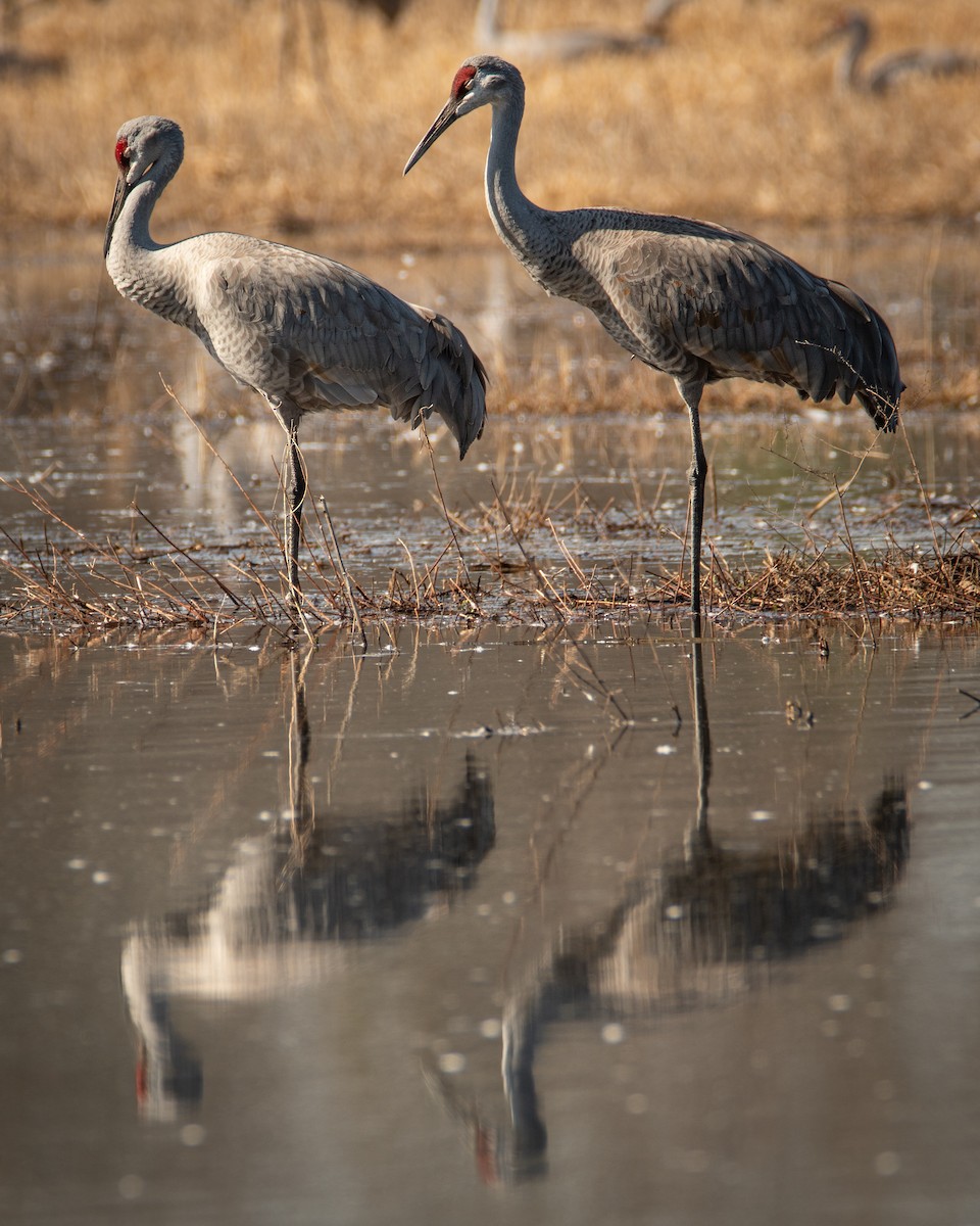 Sandhill Crane - Rob Cochran