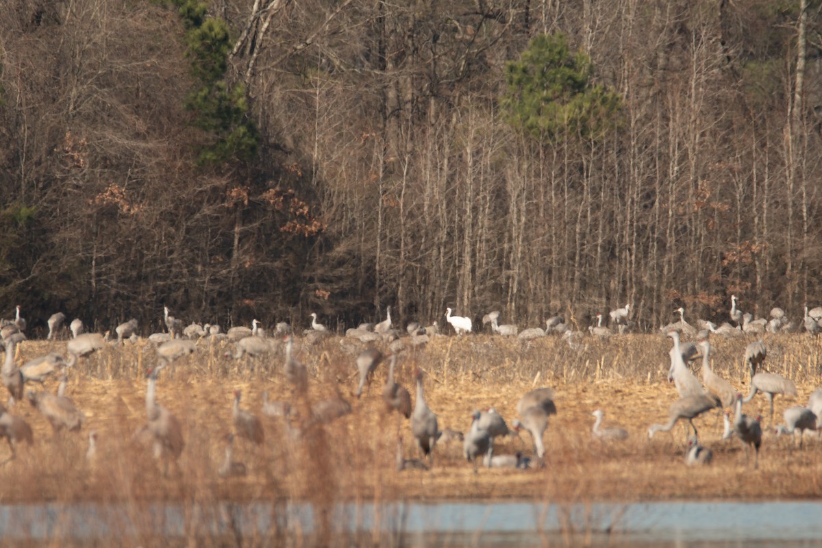 Sandhill Crane - Rob Cochran