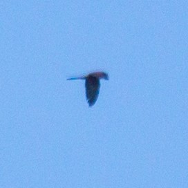 Eurasian Kestrel - Rail Whisperer