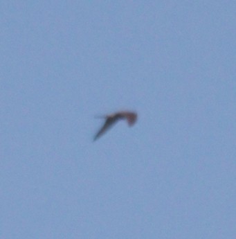 Eurasian Kestrel - Rail Whisperer