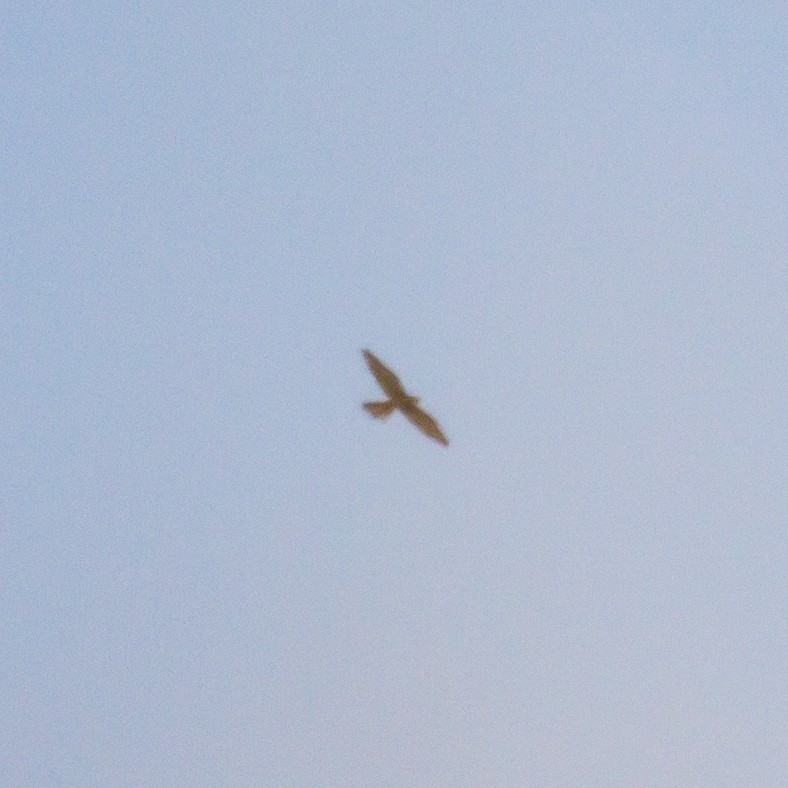 Eurasian Kestrel - Rail Whisperer