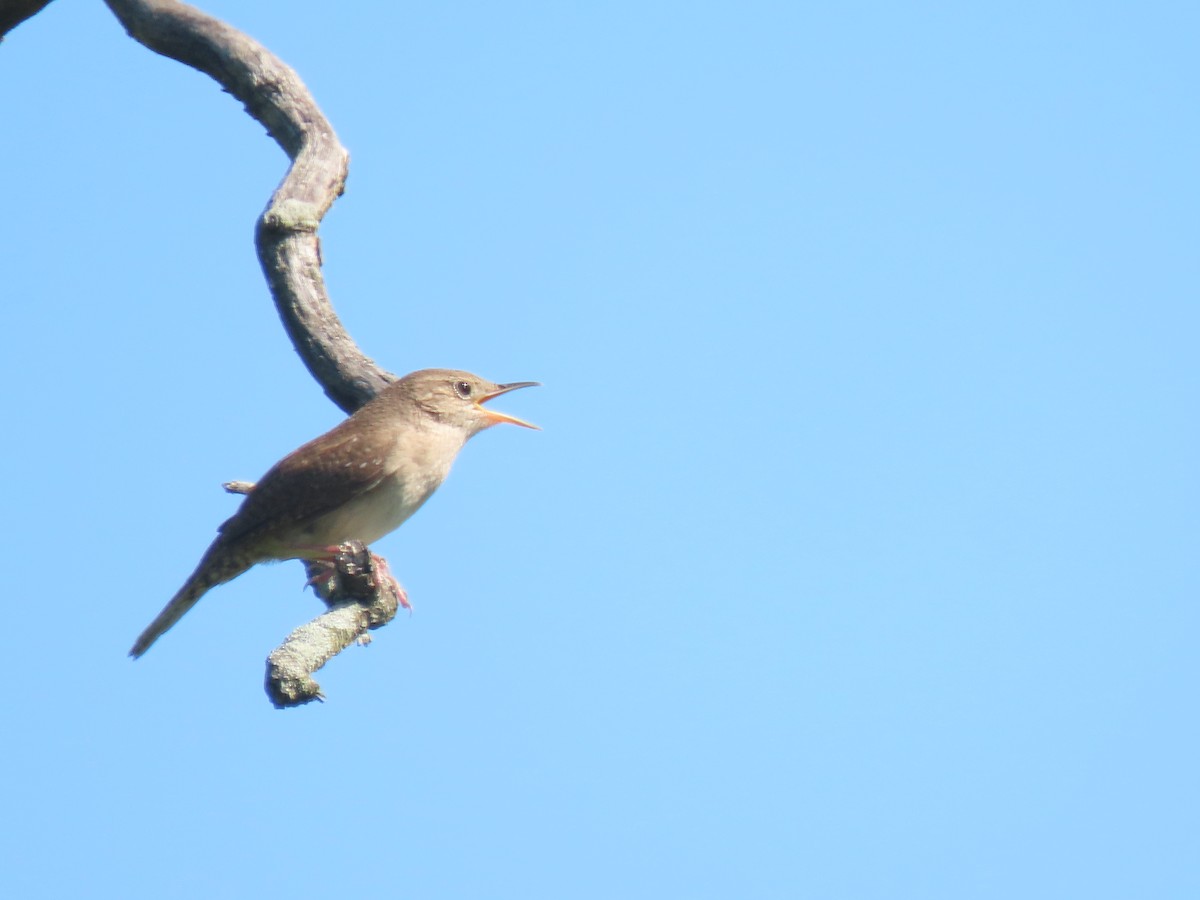 House Wren - Jo Spilde