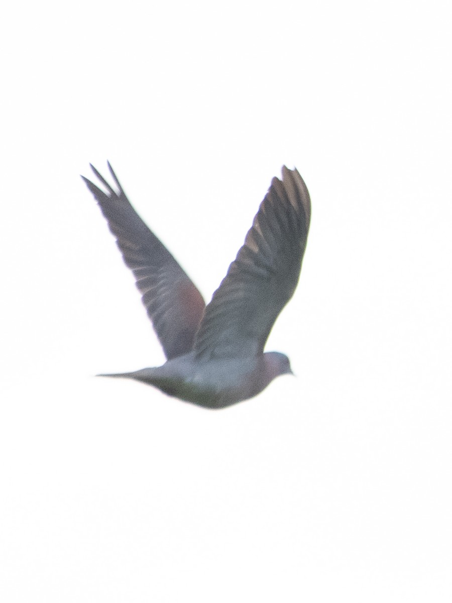 Pale-vented Pigeon - Rene sun