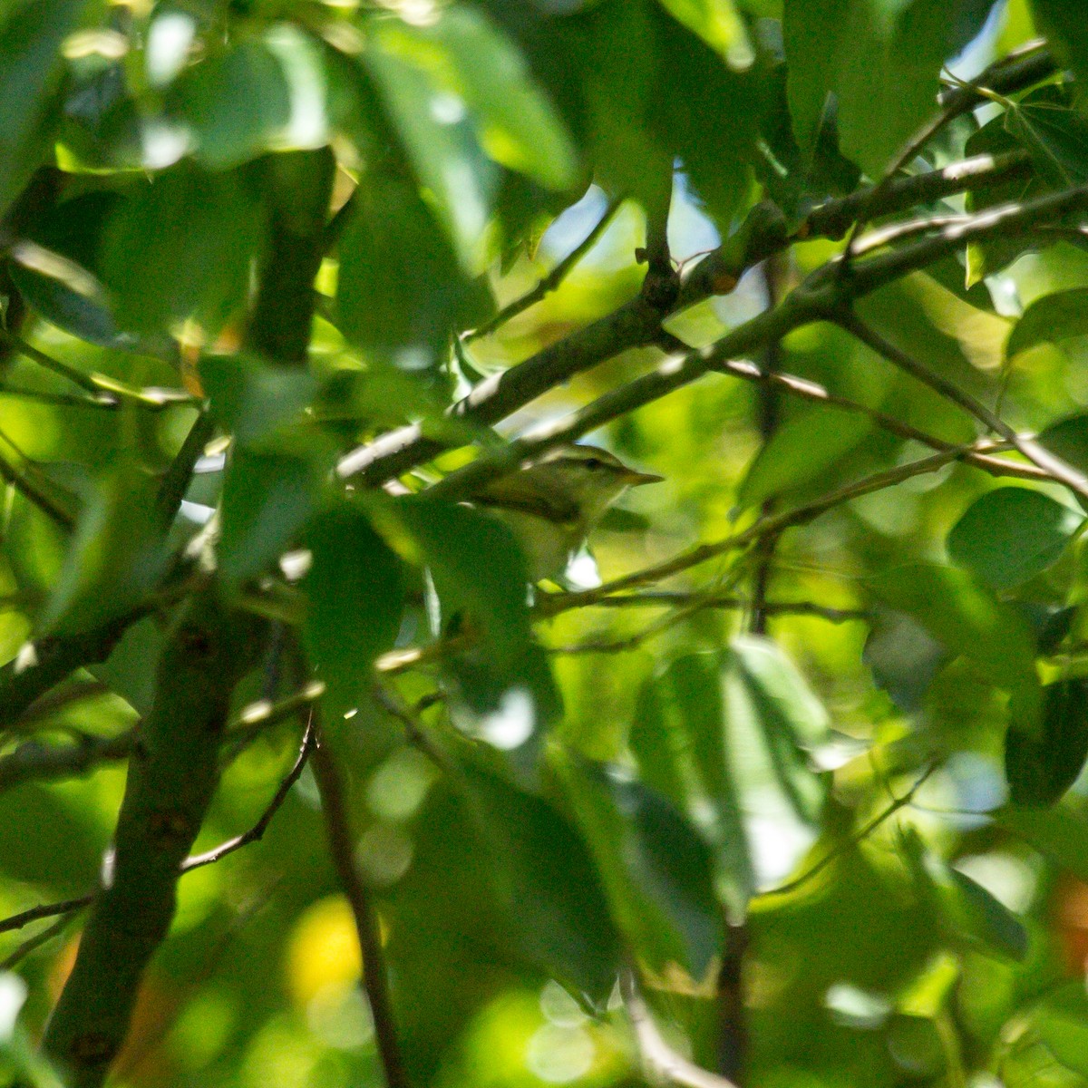 Kamchatka Leaf Warbler - Rail Whisperer