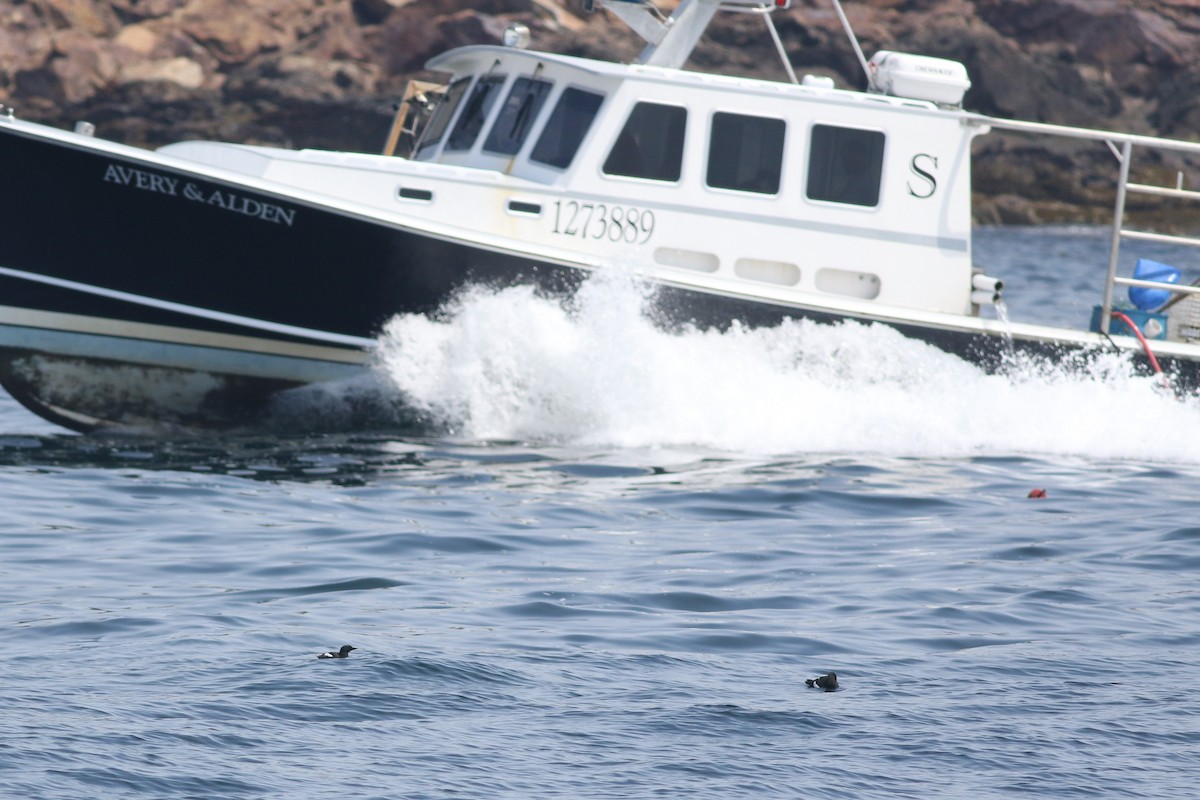 Black Guillemot - Lily Morello