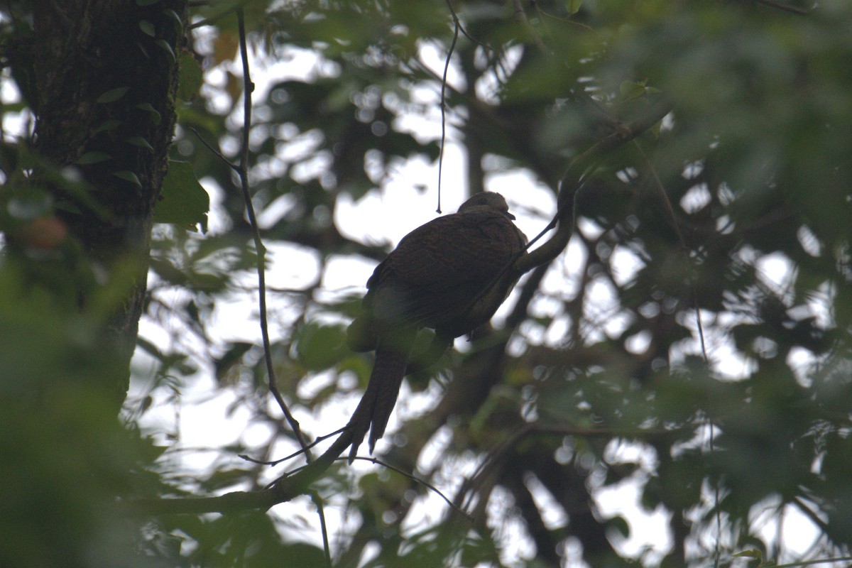 Barred Cuckoo-Dove - ML619483120