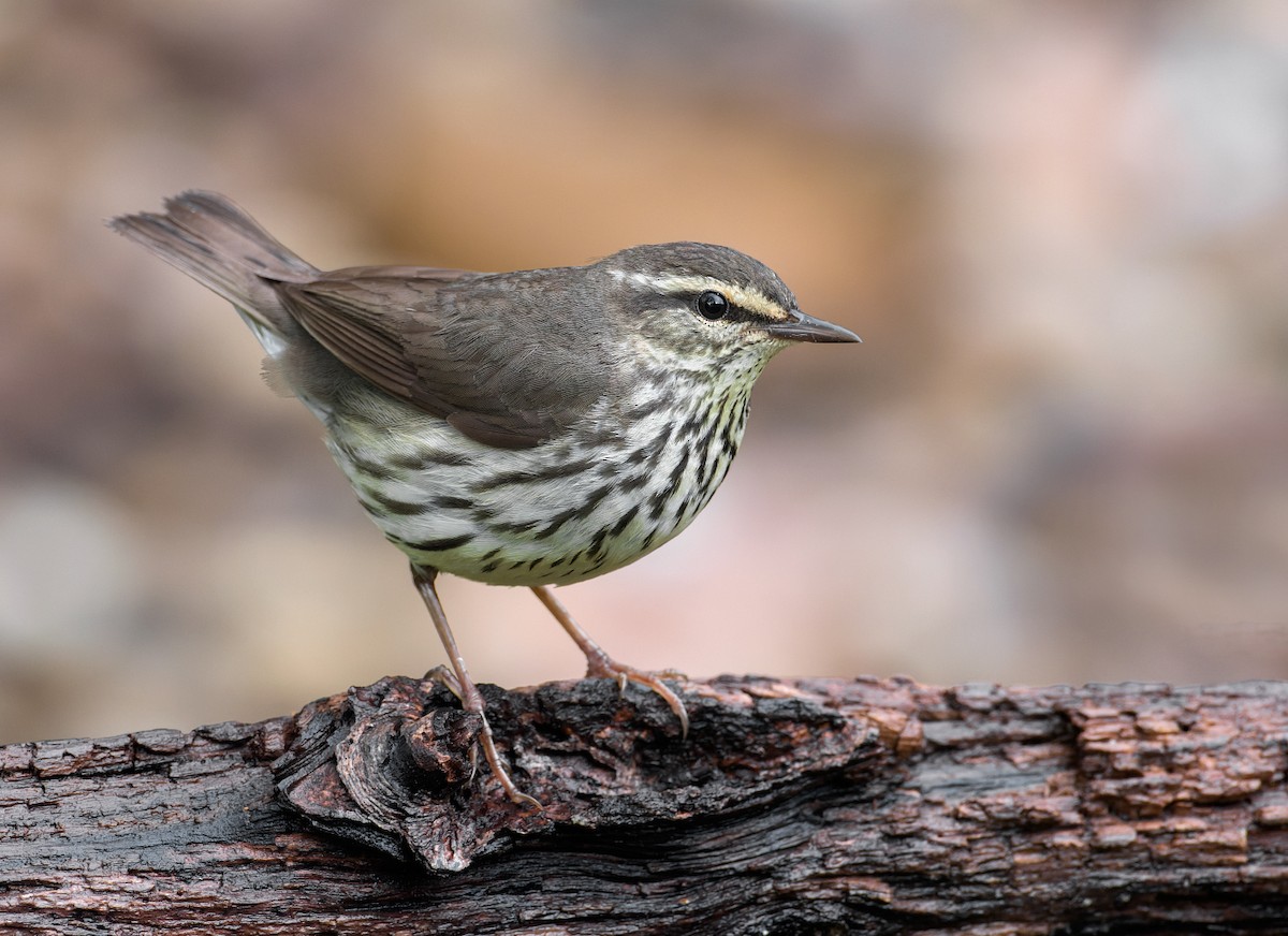 Northern Waterthrush - Nick Saunders