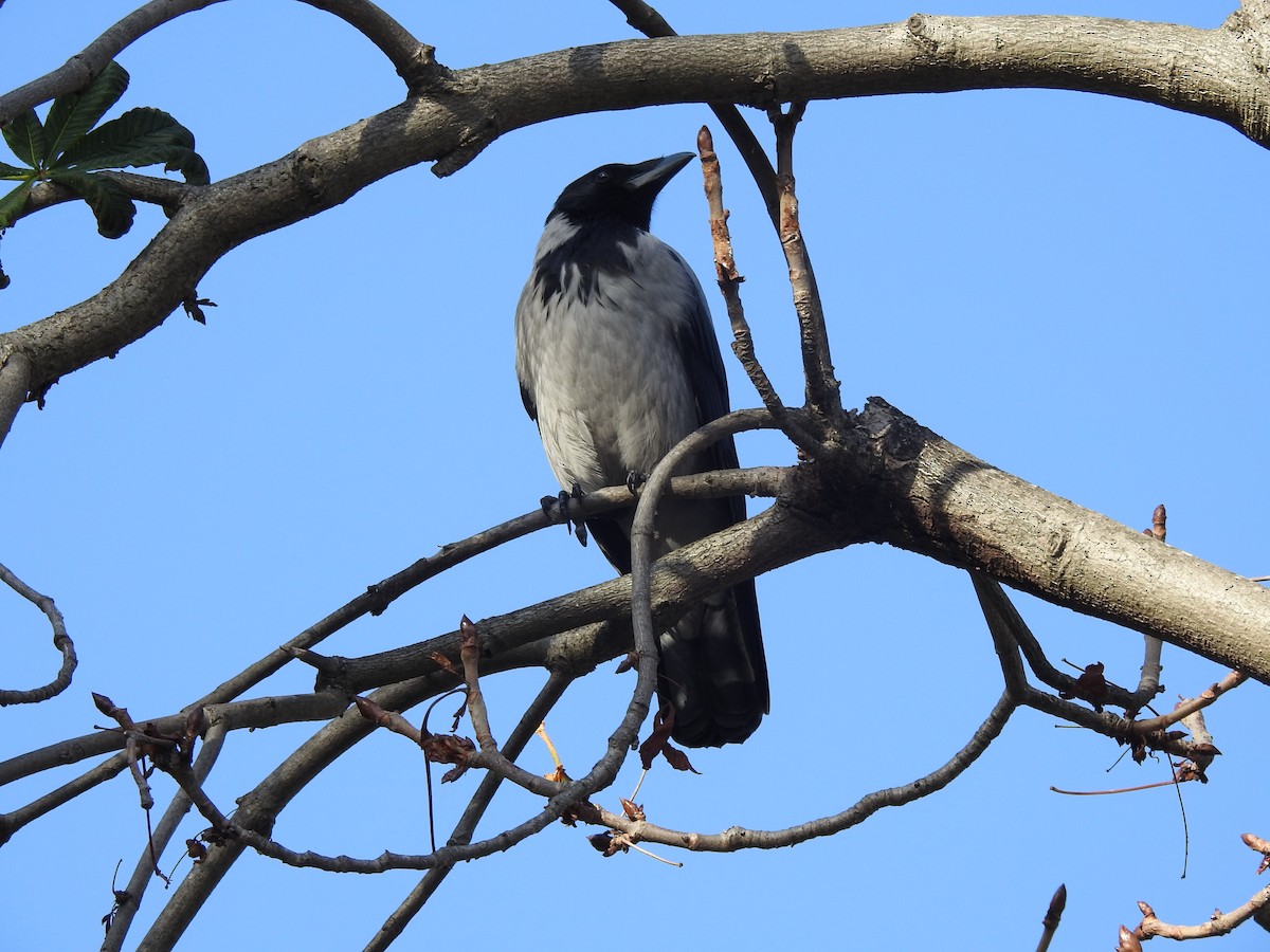 Hooded Crow - Carlos Crocce