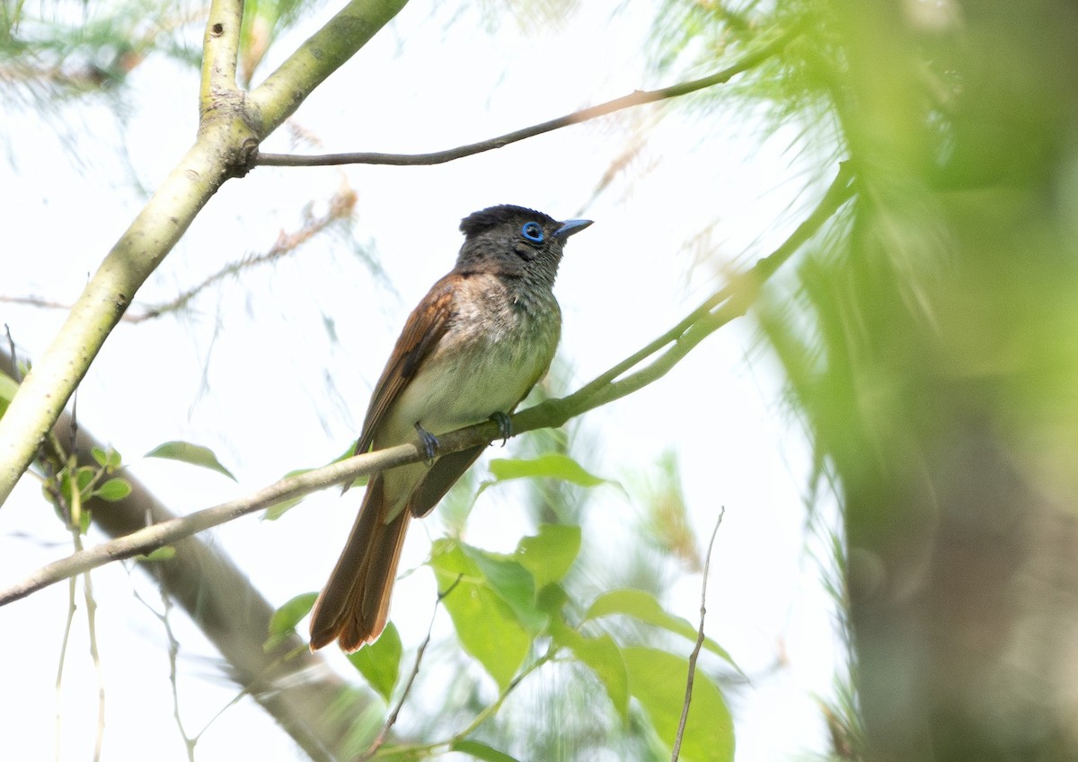 Black Paradise-Flycatcher - 浙江 重要鸟讯汇整