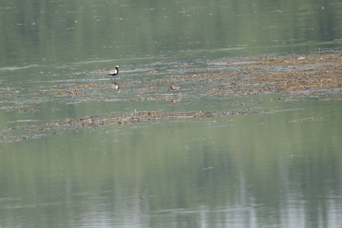 Pacific Golden-Plover - Fei Sha