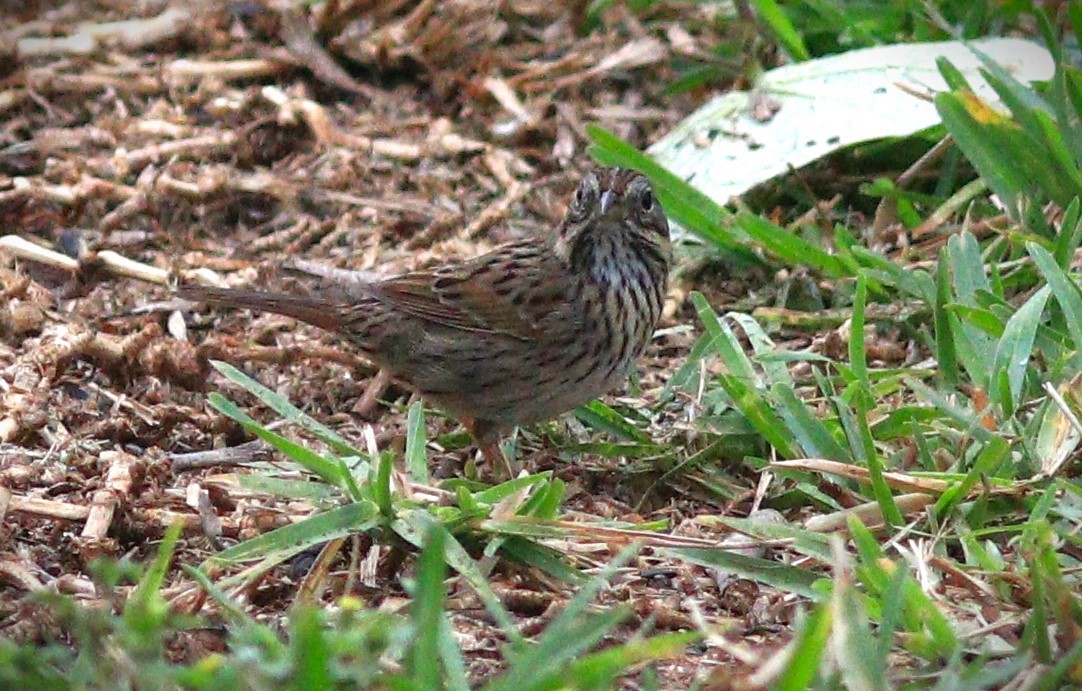 Lincoln's Sparrow - Gigi DelPizzo