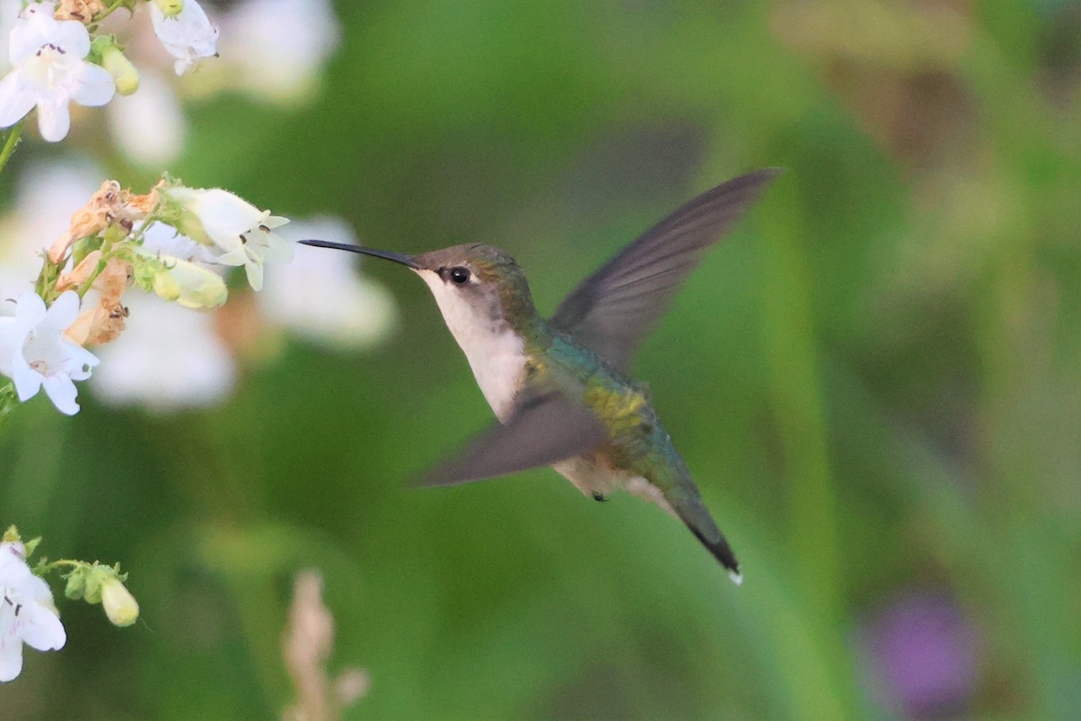 Ruby-throated Hummingbird - Taylor Veach